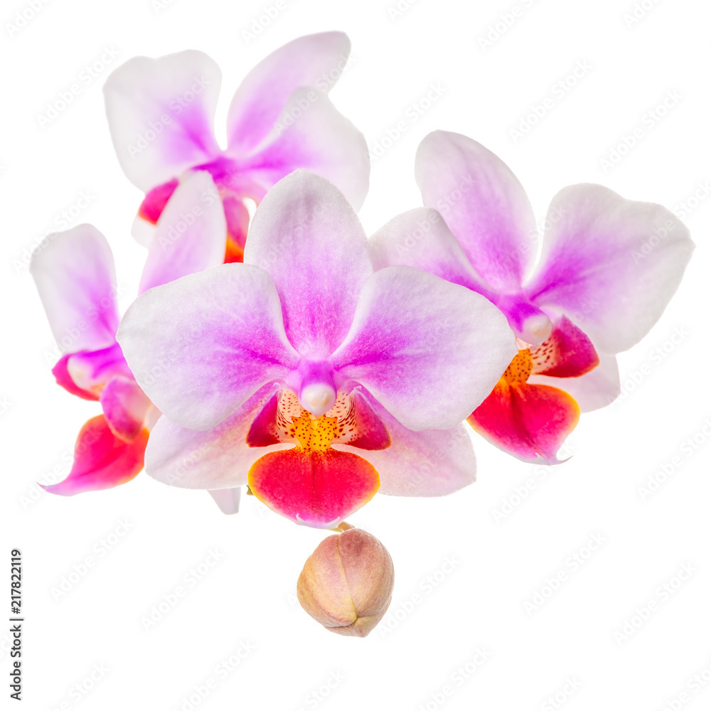 blossoming twig of beautiful purple with white orchid, phalaenopsis is isolated on white background, close up blossoming twig of beautiful purple with white orchid, phalaenopsis is isolated on white background, close up