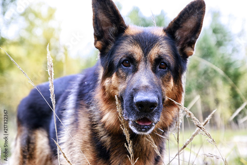Muzzle of a Dog German Shepherd in a day