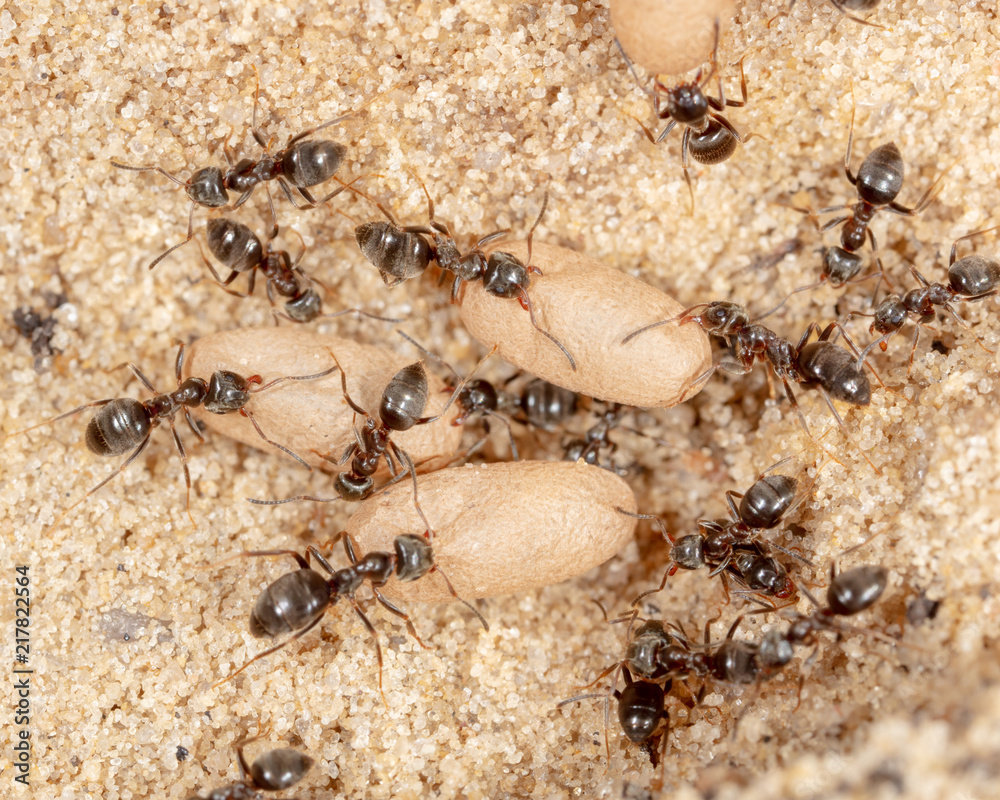 Ants and formic eggs in nature