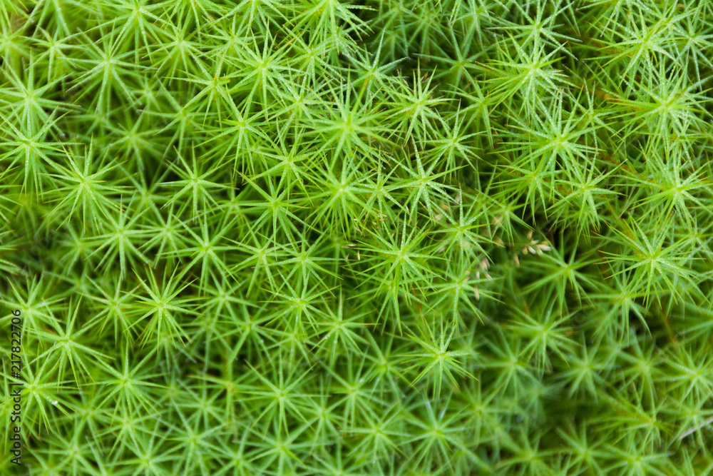 Exotic floral background, forest ecology. Abstract botanic garden. Exotic floral background, forest ecology. Abstract botanic garden.