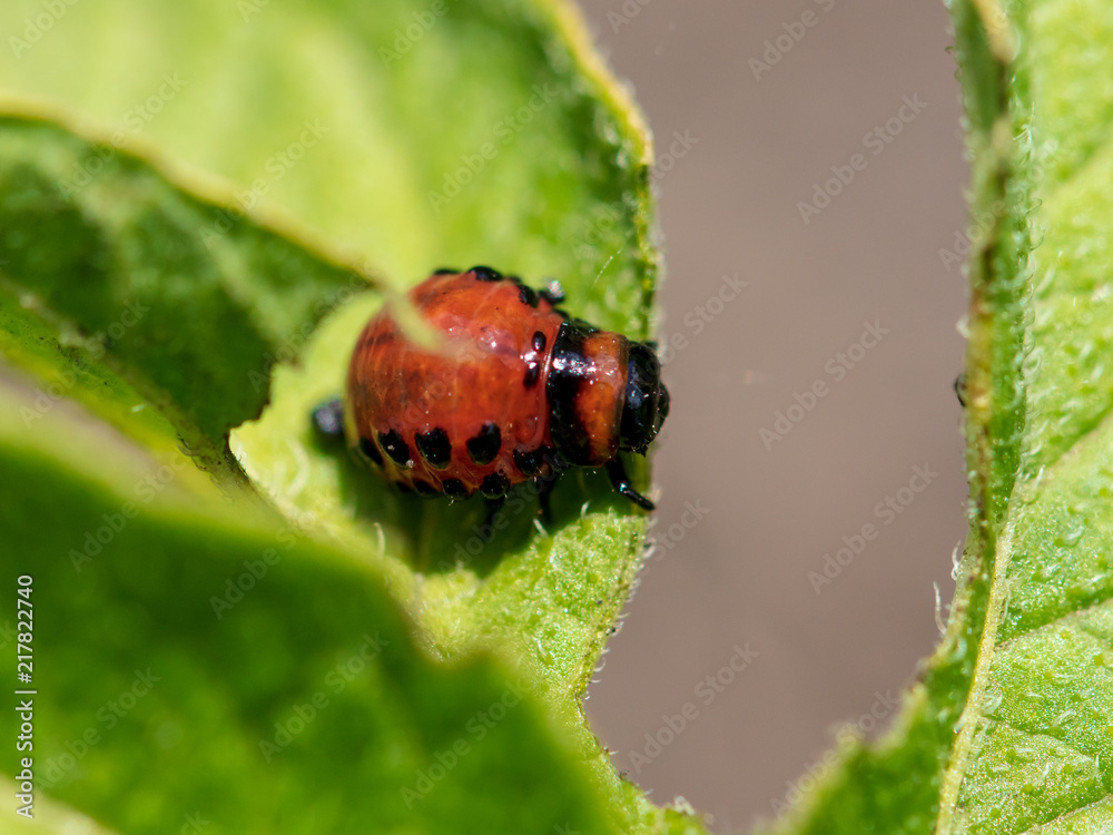 Red colorado beetle on the leaves of potatoes Red colorado beetle on the leaves of potatoes
