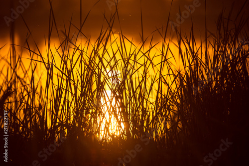 Reeds on the lake at sunset as a background
