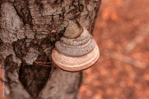 Inedible mushrooms on a tree in autumn