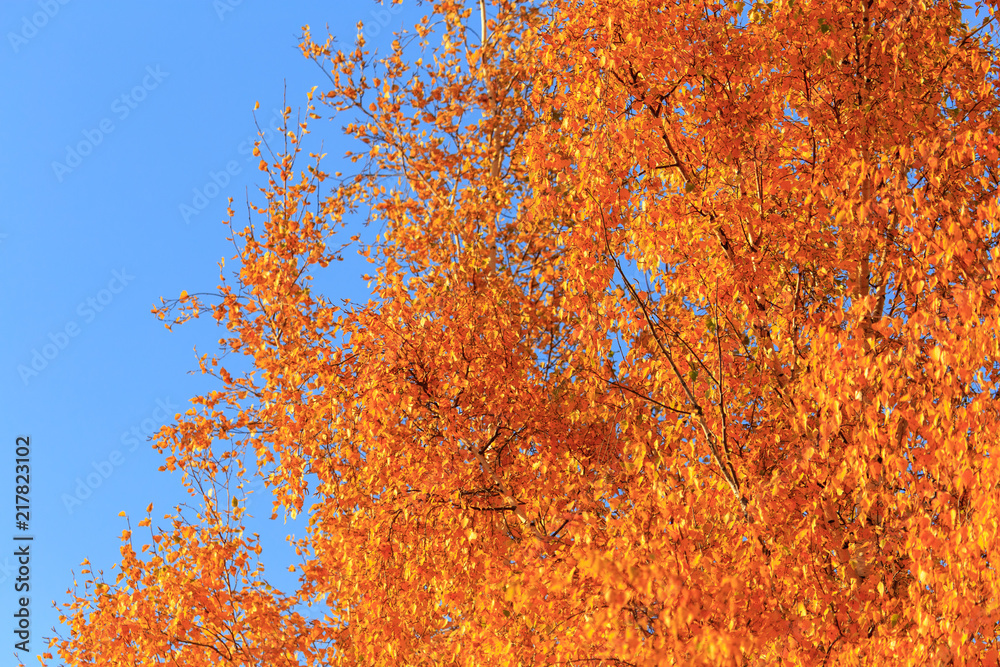 Red leaves on birch trees in autumn