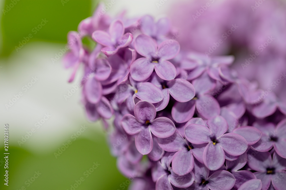 Flowers on a branch of lilac in nature Flowers on a branch of lilac in nature