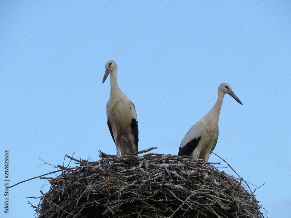 Fototapeta premium Stork. (The Vast Russia! Sergey, Bryansk.)