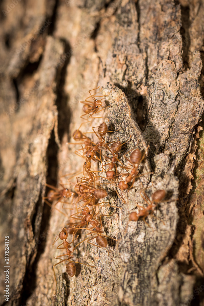 Red ants. Red ants.