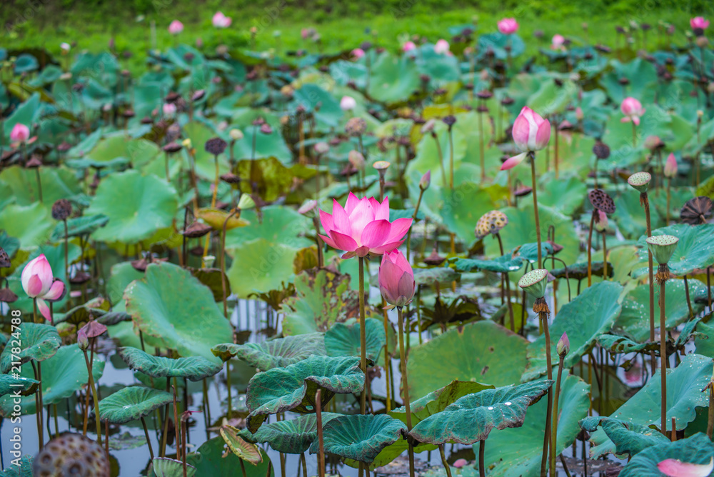 Pink lotus flowers in pond field at natural Pink lotus flowers in pond field at natural