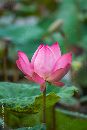 Pink lotus flowers in pond field at natural