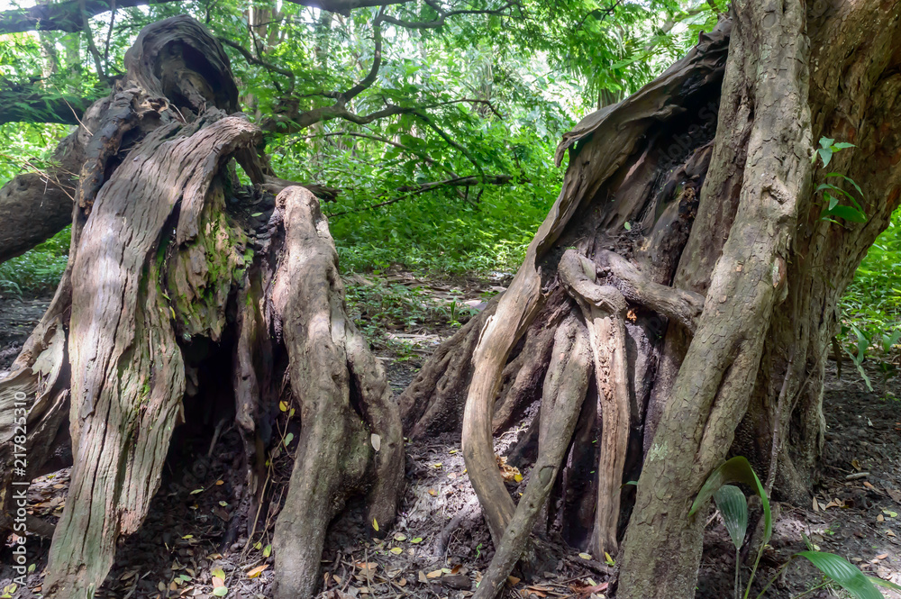 Obraz premium Big old tree trunk.