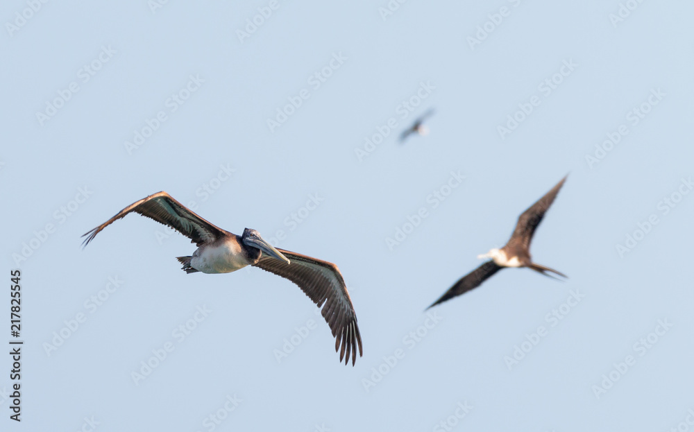 grey pelican in flight grey pelican in flight