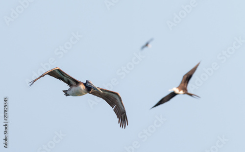 grey pelican in flight