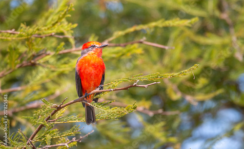 Vermilion flycatcher in a tree photo