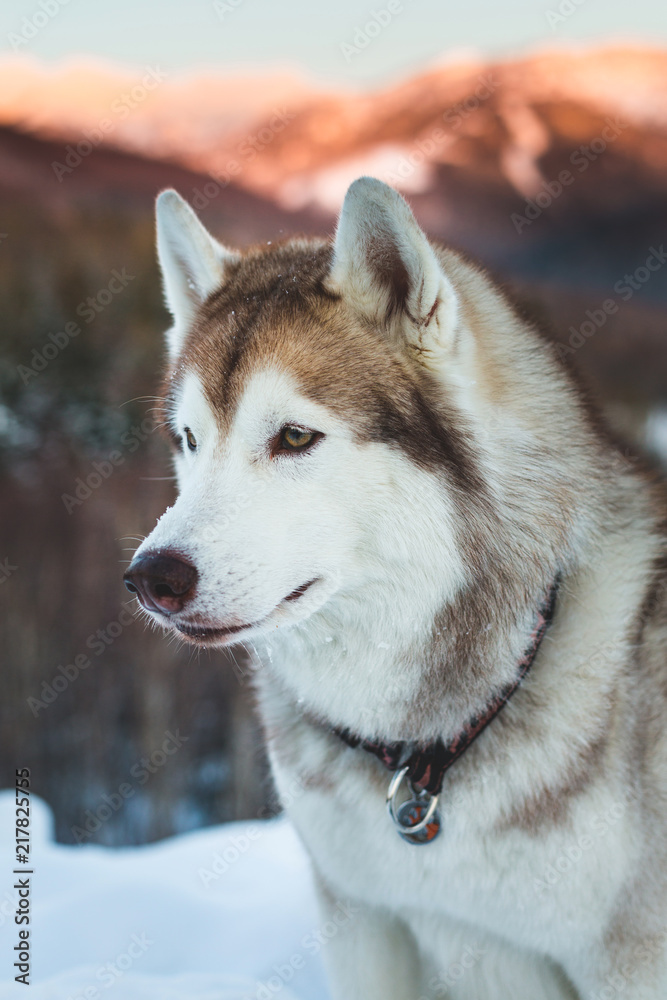 Profile portrait of gorgeous Beige and White Siberian husky is on the snow on mountain colorful background.