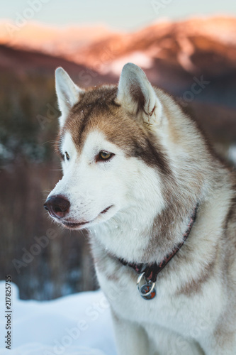 Profile portrait of gorgeous Beige and White Siberian husky is on the snow on mountain colorful background. © Anastasiia