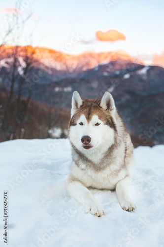 Portrait of Husky dog liying is on the snow in winter forest at sunset on mountain background in vertical orientation