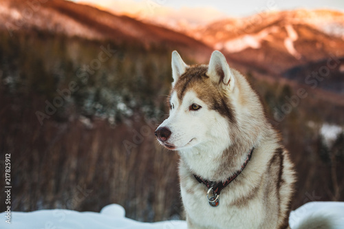 Profile portrait of Siberian Husky dog sitting is on the snow in winter forest at sunset on bright mountain background.
