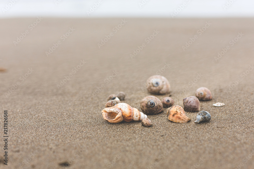 Different Sea shells on a beach on the windy beach Different Sea shells on a beach on the windy beach