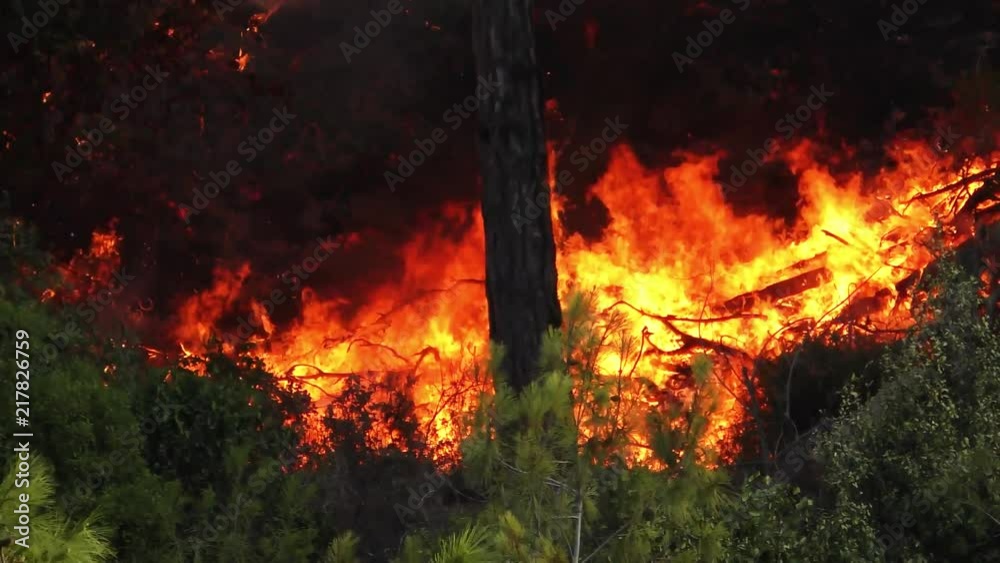 Trees in forest and brush catch fire and burn violently. Trees in forest and brush catch fire and burn violently.