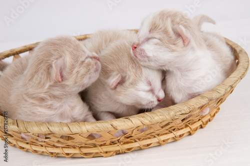 Blind kittens in a basket on a white background