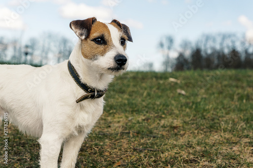 Dog Jack Rassell terrier for a walk in the park