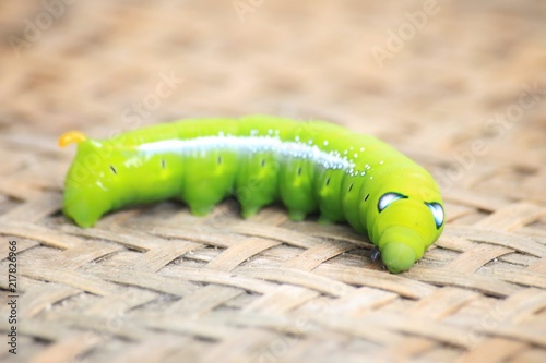 Closeup the Big green worm on tree, Giant green worm on treetop