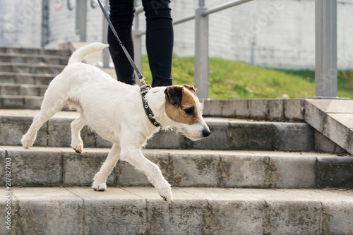 Dog Jack Rassell terrier for a walk in the park