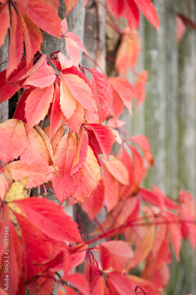 Beautiful red leaves of a plant wandering along a wooden fence on a clear autumn day