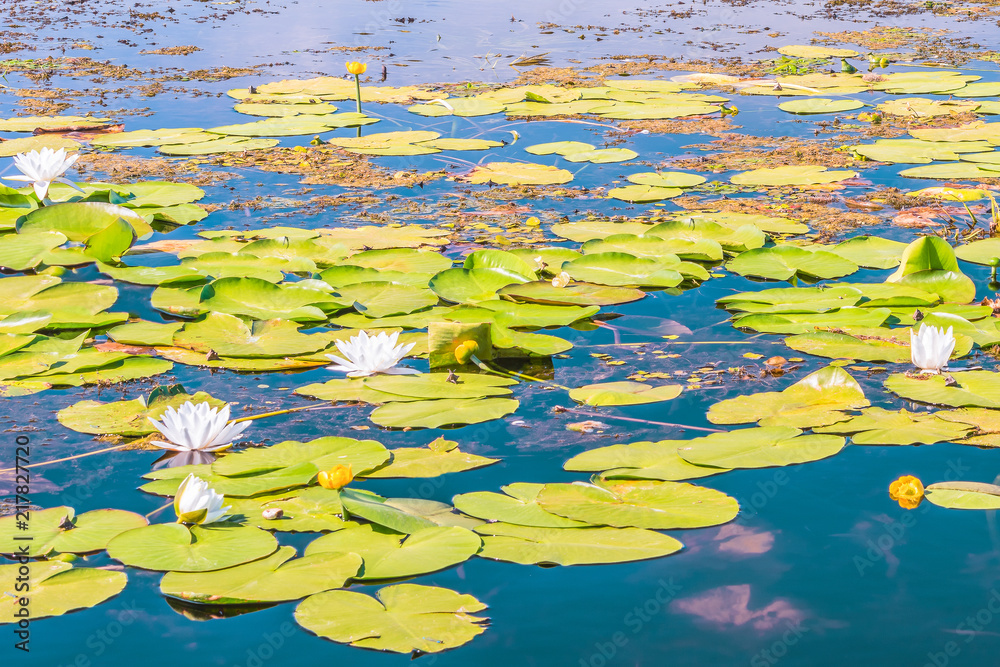 Flowering lily. Flowering of a water lily on the Dnieper River, Kiev, Ukraine.