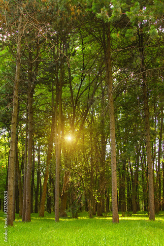 sunset in a thick beautiful green forest in summer