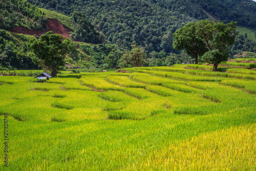 Golden Rice Field  a beautiful natural beauty on mountain in Nan Khun Nan  Rice Terraces Nan Province  Thailand