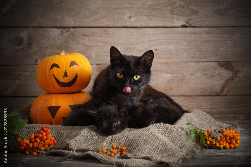 Fototapeta premium black little cat with halloween pumpkins