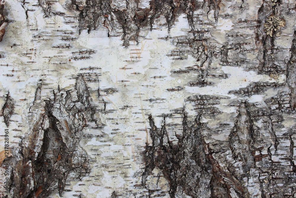 Obraz premium Background of birch bark