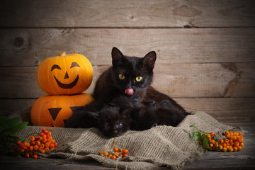black little cat with halloween pumpkins