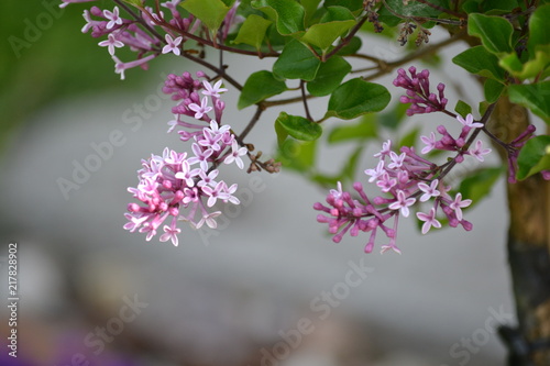 Syringa meyeri 'Palibin' - lilac small fragrant flowers