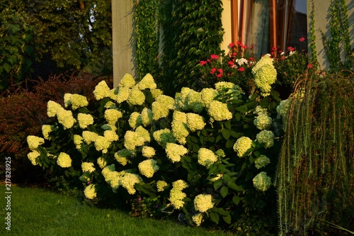 Tablou pe pânză 'Limelight' hydrangeas paniculata at the house - big white flowers