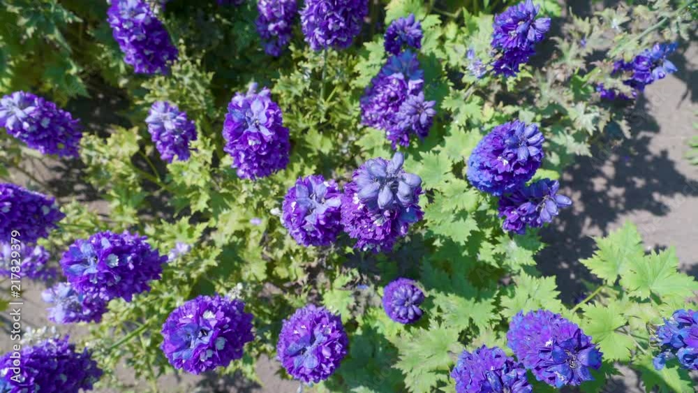 19064_Top_view_of_the_fresh_purple_flowers_in_the_garden.mov 19064_Top_view_of_the_fresh_purple_flowers_in_the_garden.mov