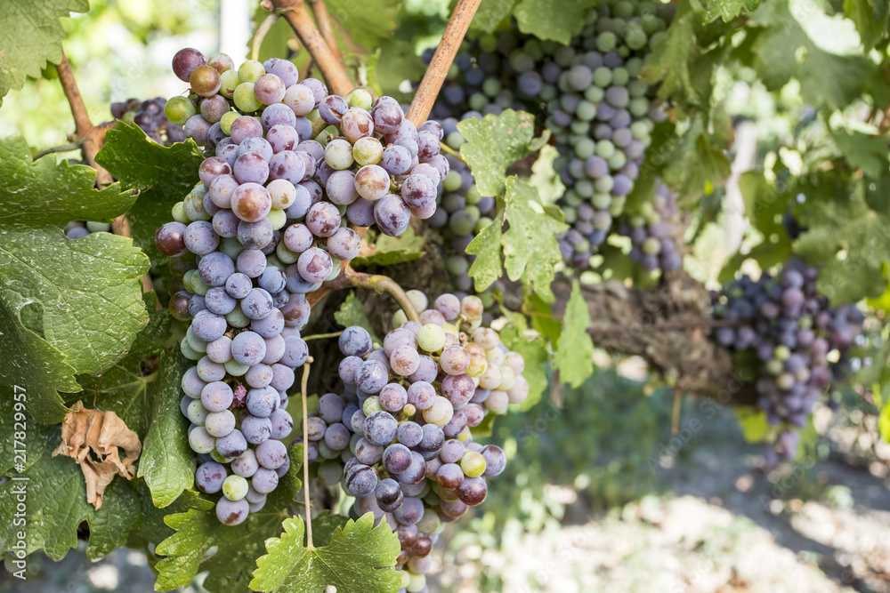 Black grapes vineyard (Turkey Izmir Kavacik vineyards)