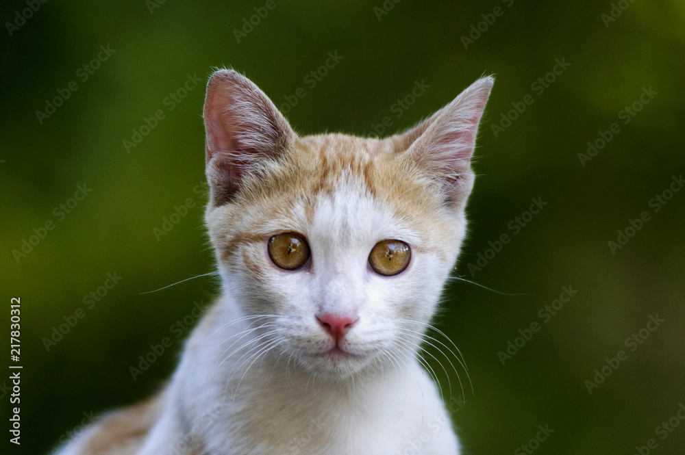 Close-up of domestic cat, Felis catus, India Close-up of domestic cat, Felis catus, India