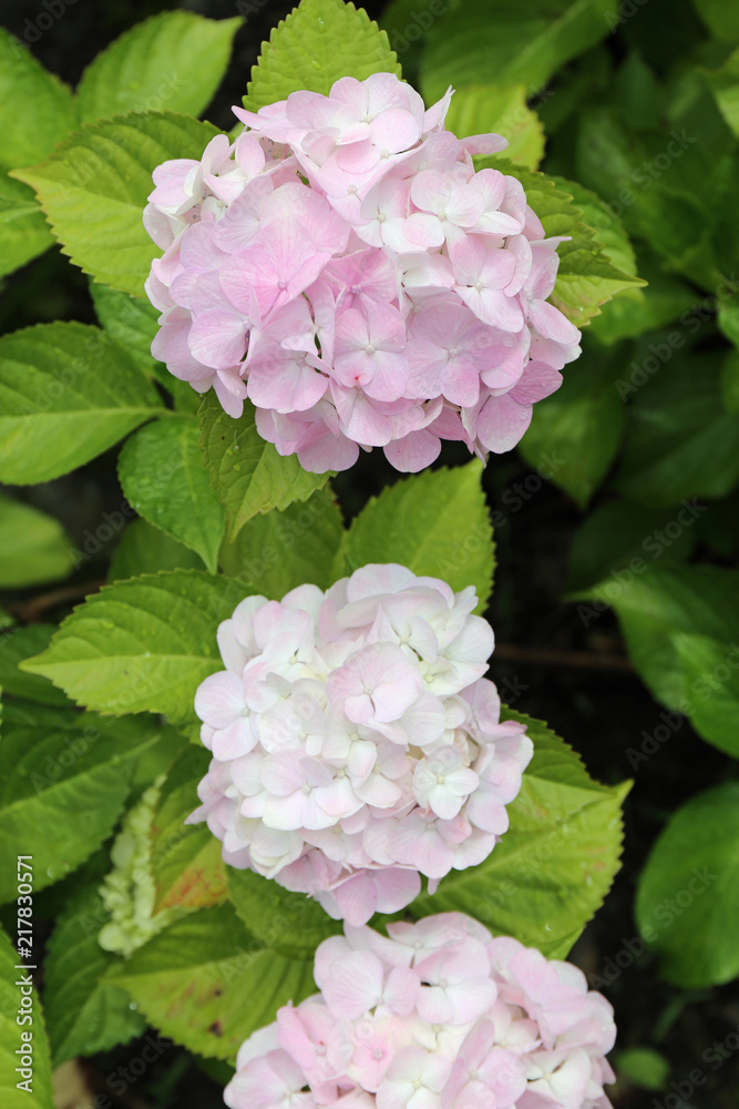 ６月に咲く紫陽花の花 Stock Photo Adobe Stock