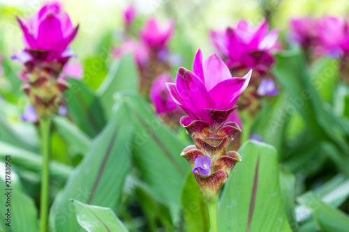 Siam tulip or summer tulip (Curcuma alismatifolia) in the garden