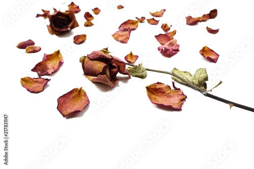Top view of dried red rose and leaf on white background