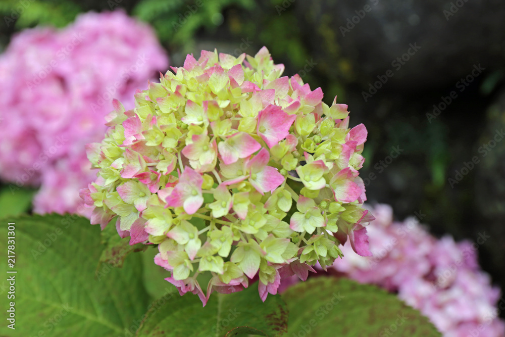 6月に咲く紫陽花の花 6月に咲く紫陽花の花