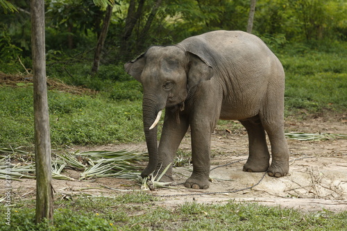 Thailand Elephants Roaming Free in Phitsanulok, Thailand.