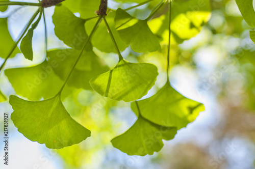 Green leaves of Gingko Biloba