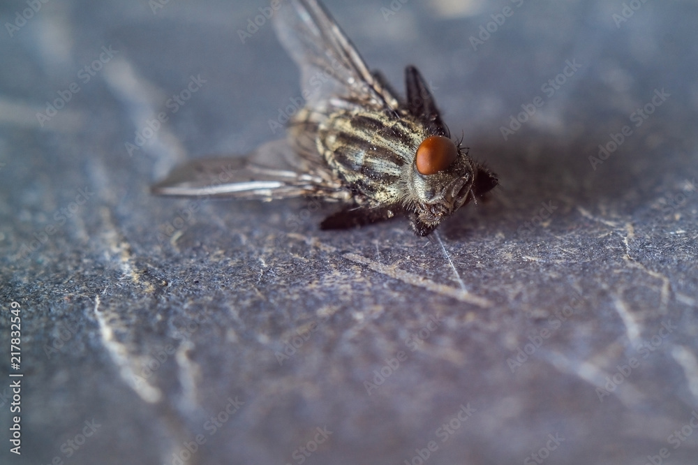 The fly lies on its side, close-up, macro. The fly lies on its side, close-up, macro.