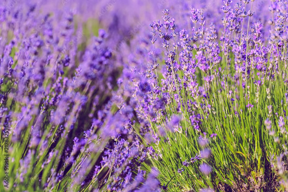 Fototapeta premium Lavender Field in the summer