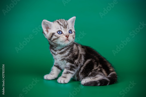 studio photography of an American shorthair cat on colored backgrounds