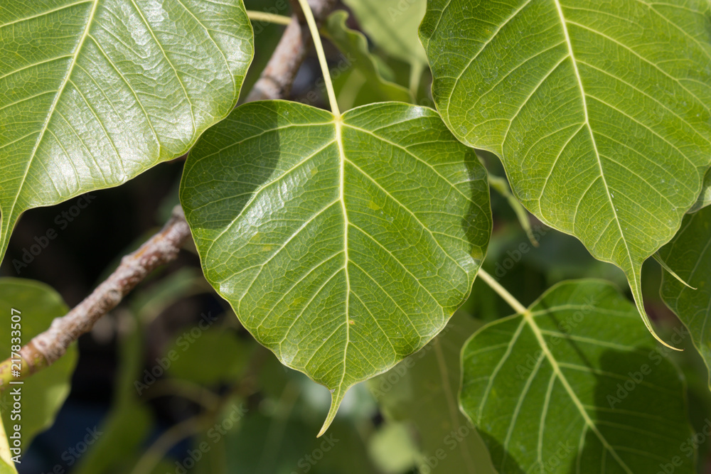 Beautiful of Bo leaves on the branch of tree Beautiful of Bo leaves on the branch of tree