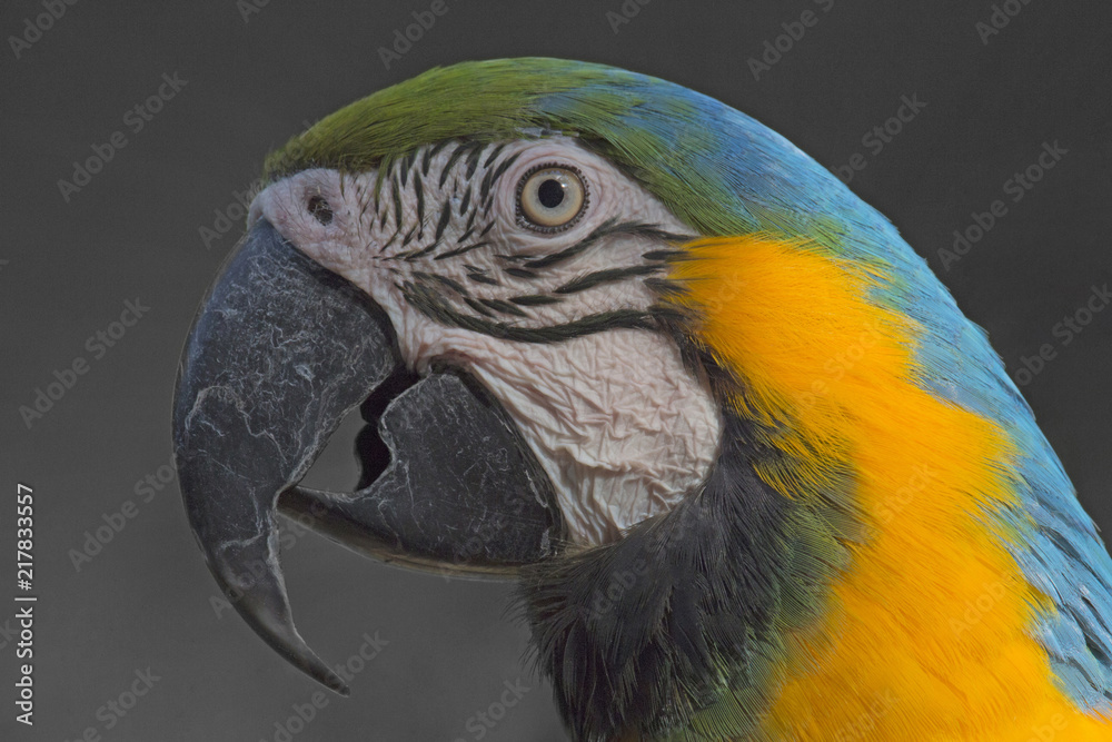 Close up of a beautiful colored parrot Close up of a beautiful colored parrot